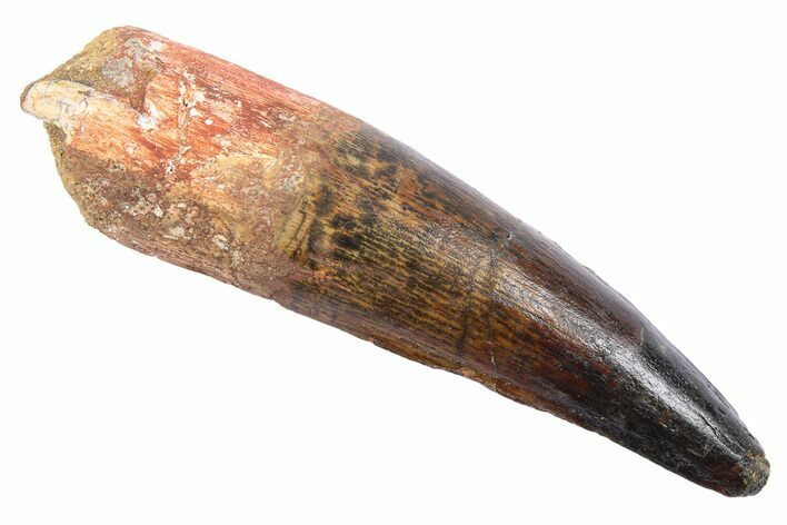 Real Fossil Spinosaurus Tooth - Huge Dinosaur Tooth #272452